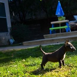 Miniature Bull Terrier Puppies from Joyful miniature bull terriers