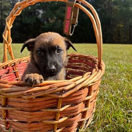 Wicked- hot pink - Fawn sable female Belgian Malinois puppy in North Carolina from Furia Ignis Belgian Malinois