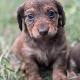 Dachshund Puppies from Jennifer Chadwell