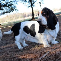 Extreme - Basset Hound