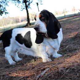 Extreme - Basset Hound