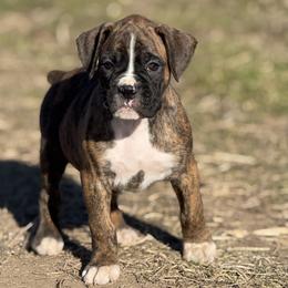 Chipper - Brindle male Boxer puppy in Madras, Oregon from BnT Boxers