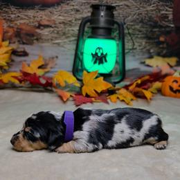 Salem 1700 - Dapple female Dachshund puppy in Rio Grande City, Texas from Hounds All Night