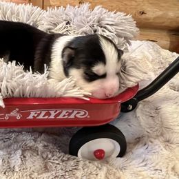 Pomsky Puppies from Ponderay Pomsky