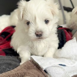 Maltese Puppies from AKC Maltese California