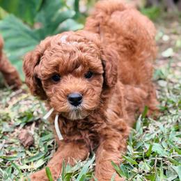 Duke - Red  male Goldendoodle puppy in Wharton, Texas from Little Fur Friends