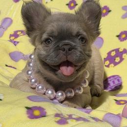 Aveline - Tricolors female French Bulldog puppy in Hemet, California from Bowman Pups