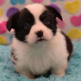 Turbo - Fluffy - Brindle and white male American Corgi puppy in Lithia, Florida from Diamondcrest Inc