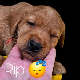 Rip - Yellow male Labrador Retriever puppy in Sidney, Nebraska from Nebraska Strong Labradors