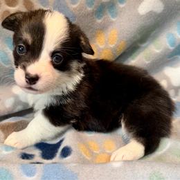Female 2 - Black and tan female Pembroke Welsh Corgi puppy in Thornton, New Hampshire from Dinger’s Dogs