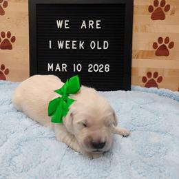Green collar boy - Light golden male Golden Retriever puppy in Rochester, Washington from Grand Mound Goldens