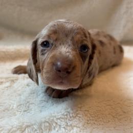 Sigma - Dapple male Dachshund puppy in Shelley, Idaho from Journey’s End Dachshunds