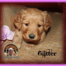 Glitter - Golden female Golden Retriever puppy in Anson, Texas from Diamond Bar N Ranch