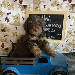 Luna - Phantom Bernedoodle puppy in Paw Paw, Michigan from Ockerdoodle Puppies