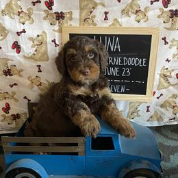 Luna - Phantom Bernedoodle puppy in Paw Paw, Michigan from Ockerdoodle Puppies