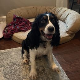 Mazie - English Springer Spaniel
