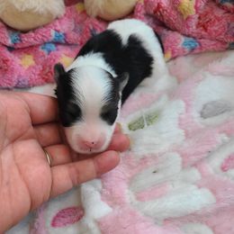 Puppy4 - Piebald male Morkie puppy in Loxahatchee, Florida from Cristy's Morkies
