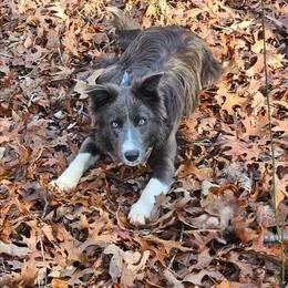 Tucker - AKC Slate Male - Slate male Border Collie puppy in Courtland, Alabama from C Bar C Ranch Border Collies