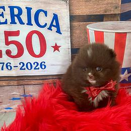 River - Chocolate male Pomeranian puppy in Lyons, Georgia from Its a Poms Life Kennel
