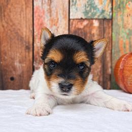 Nala 4500 - Black tan and white female Biewer Terrier puppy in Douglas, Georgia from South Georgia Yorkies and Biewers