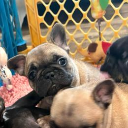 Teddy - Fawn male French Bulldog puppy in Alabama from Rathbone Bulldogs