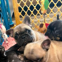 Teddy - Fawn male French Bulldog puppy in Alabama from Rathbone Bulldogs