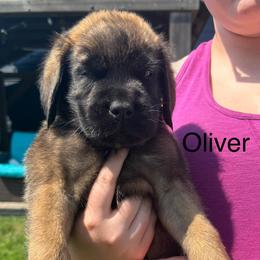 Oliver - Apricot male Mastiff puppy in Sioux Falls, South Dakota from Clearbrook Mastiffs