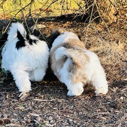 Shichon Puppies from Great Lakes Teddy Bear Dogs