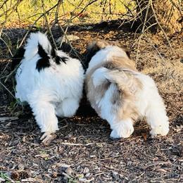 Shichon Puppies from Great Lakes Teddy Bear Dogs