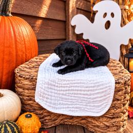 Red Girl - Black female Labrador Retriever puppy in Lake City, Michigan from Loon Lake Labradors