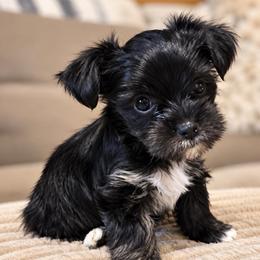 Ruger - Black and tan male Yorkshire Terrier puppy in Goode, Virginia from Glass Hill Yorkies