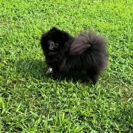 Boba - Pomeranian