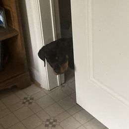 Rottweiler Puppies from Vom Gryphonberg