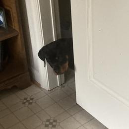 Rottweiler Puppies from Vom Gryphonberg