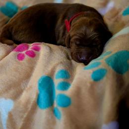 Red collar Boy - Red  male Goldendoodle puppy in Newark, New Jersey from Westmorelandislandpups