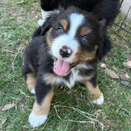 Slate - Black tri male Miniature American Shepherd puppy in Phoenix, Arizona from Outlaw Minis