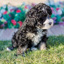 Alfalfa - Tri-color male Bernedoodle puppy in Gilbert, Arizona from Safe Havynn Doodles