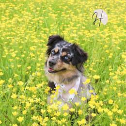 Miniature Australian Shepherd and Toy Australian Shepherd Puppies from Hydden Aussies