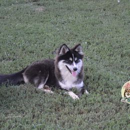 Frosty - Black and white male Pomsky puppy in Claremore, Oklahoma from T-Town Acres