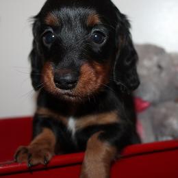 Girl 2 - Black and tan female Dachshund puppy in Craig, Colorado from Rocky Mountain Shih Tzus and Dry Creek Miniature Dachshunds