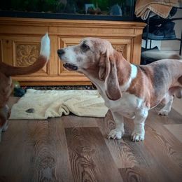 Coot - Basset Hound
