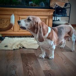 Coot - Basset Hound