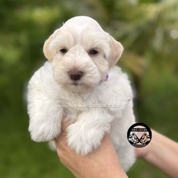 AKC CREAM WHEATEN PARTI GIRL - Parti female Miniature Schnauzer puppy in Lake Placid, Florida from Love Giver Schnauzers