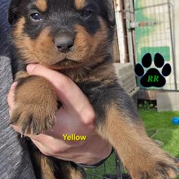 Yellow - Black and mahogany female Rottweiler puppy in Tangent, Oregon from Raya's Royals
