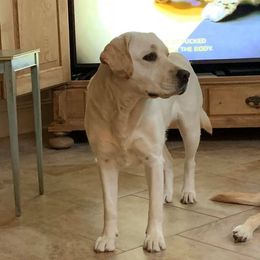 Lu - Labrador Retriever