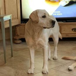 Lu - Labrador Retriever