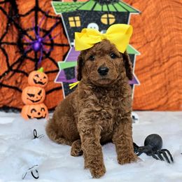 Apple's Yellow Girl - Red  female Goldendoodle puppy in Kountze, Texas from Texas Doodles LLC