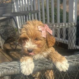 Boy 6 - male Goldendoodle puppy in Mint Hill, North Carolina from DoodleForever