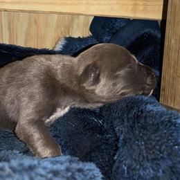 Boy 2 - Gray brindle male Cane Corso puppy in Sienna, Texas from Robinson Elite Corsos