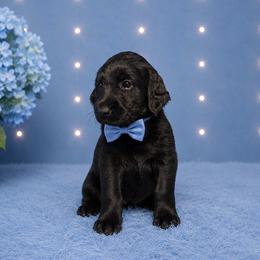 Marlon - Black male Labradoodle puppy in Washington, Pennsylvania from Patriotic Poodles
